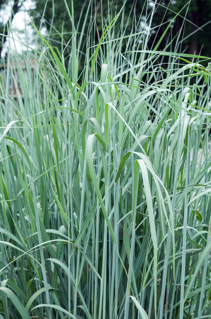 Indian grass 'Indian Steel'