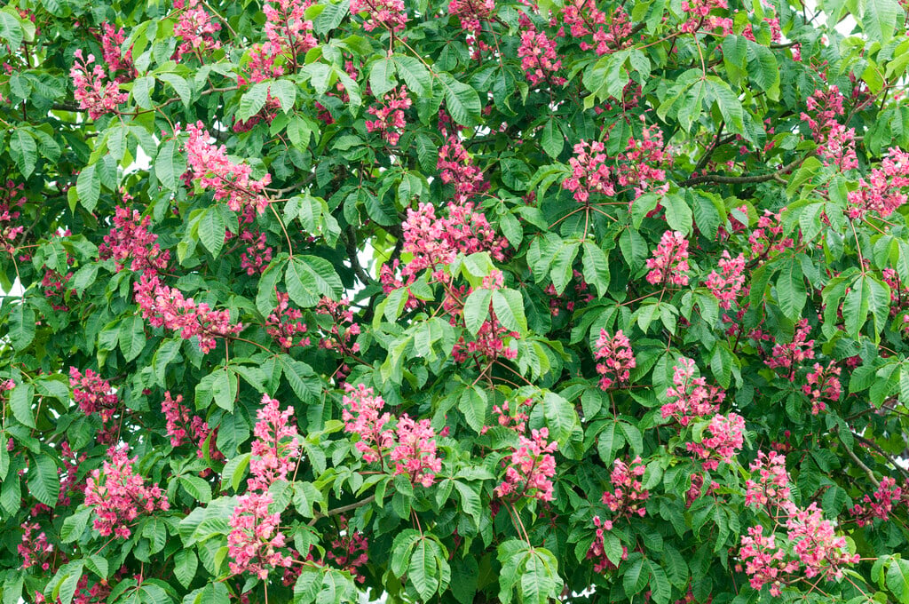red horse chestnut