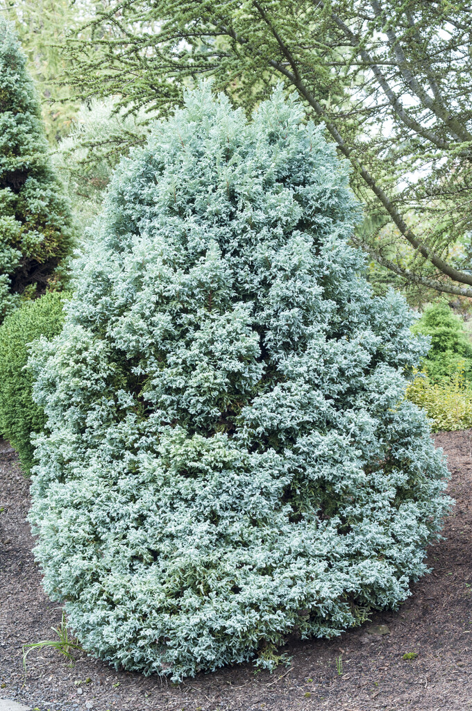 Sawara cypress 'Curly Top'