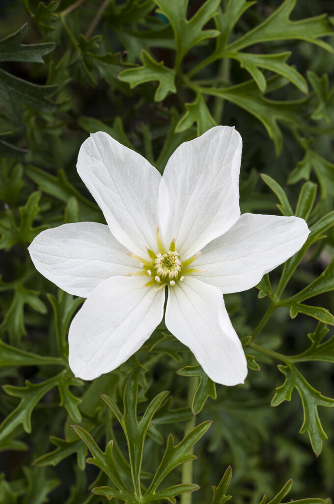 clematis 'Joe'