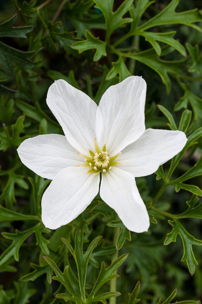 clematis 'Joe'