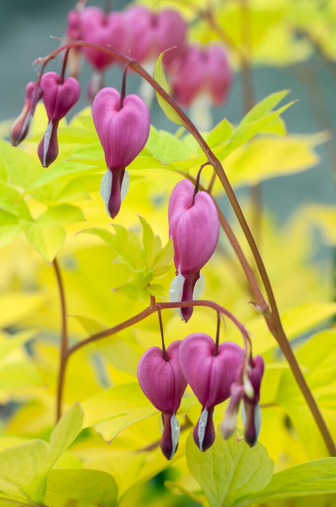 <em>Lamprocapnos</em> <em>spectabilis</em> 'Gold Heart'<sup>PBR</sup>