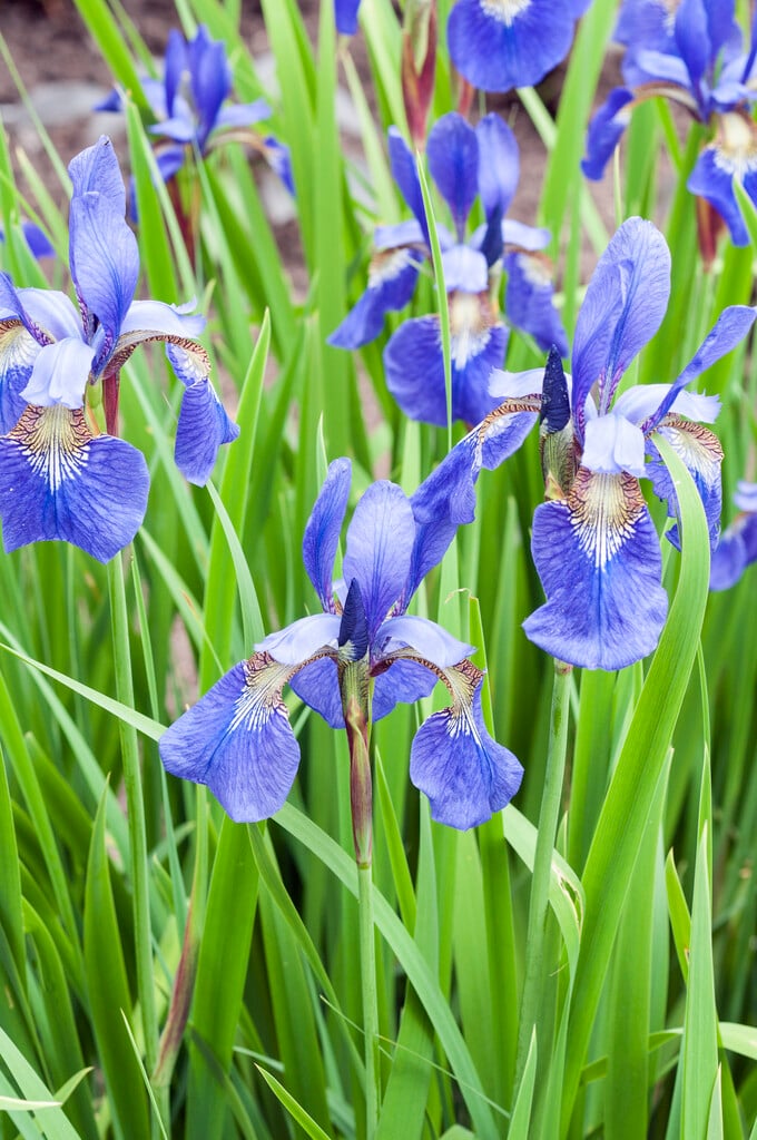 Japanese water iris 'Blue Beauty'