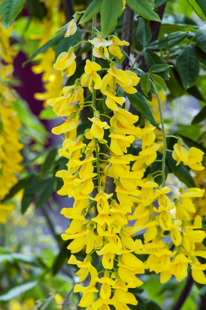 Voss's laburnum