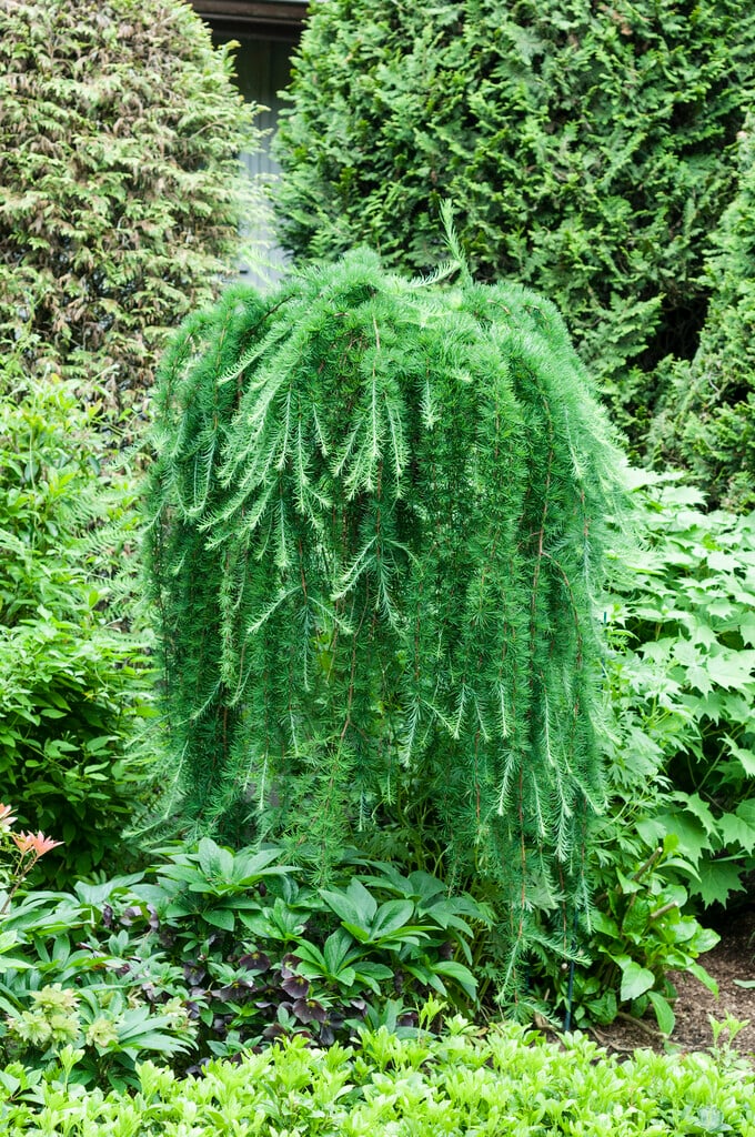 <i>Larix</i> <i>decidua</i> 'Pendula'