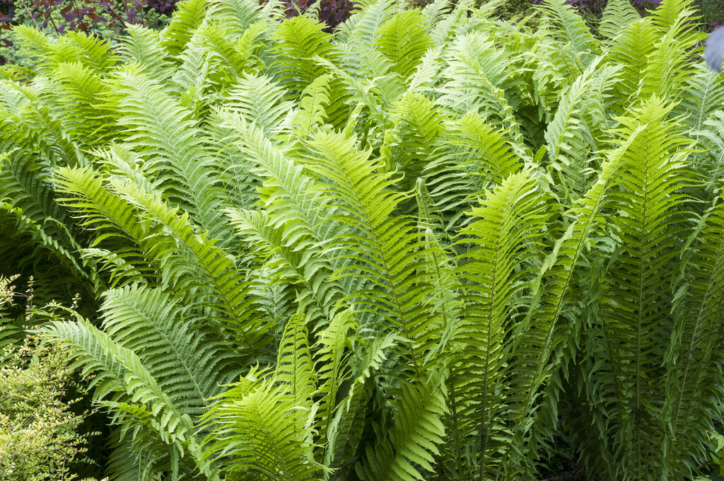shuttlecock fern