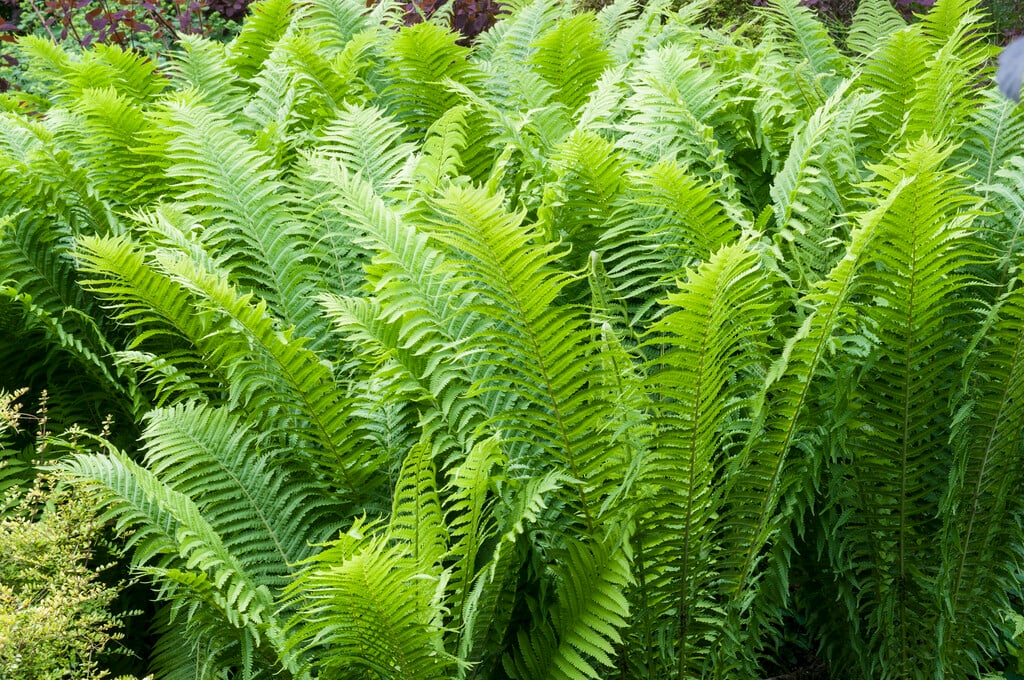shuttlecock fern