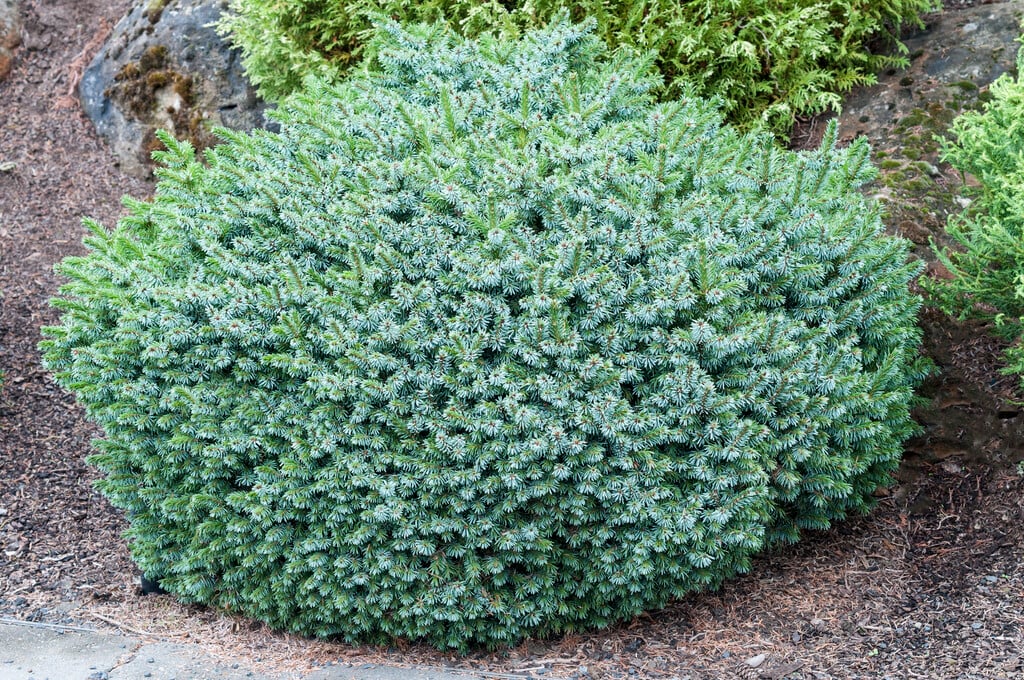 <i>Picea</i> <i>omorika</i> 'Pimoko'