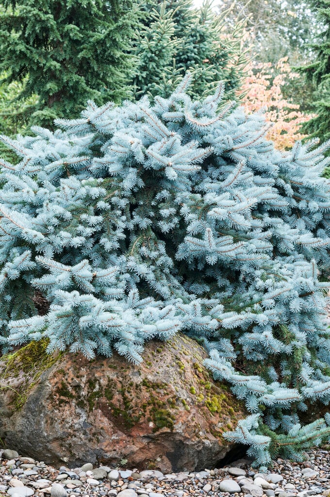 Colorado spruce 'Glauca Prostrata'