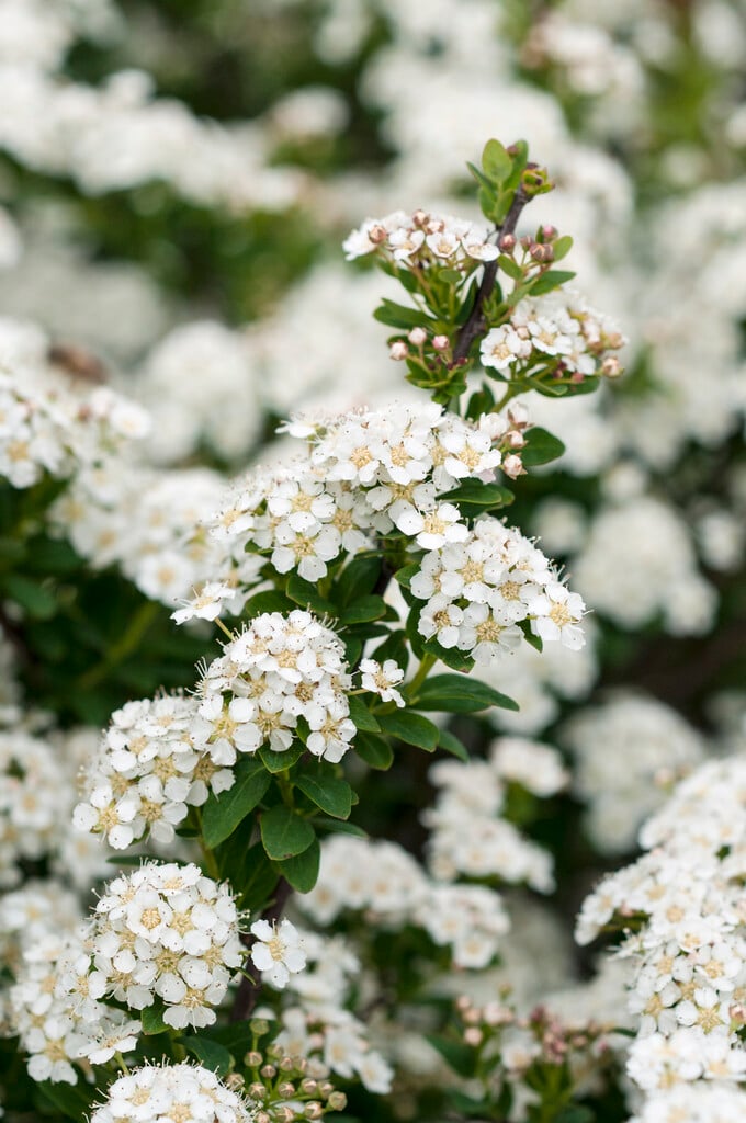 Nippon spiraea 'June Bride'
