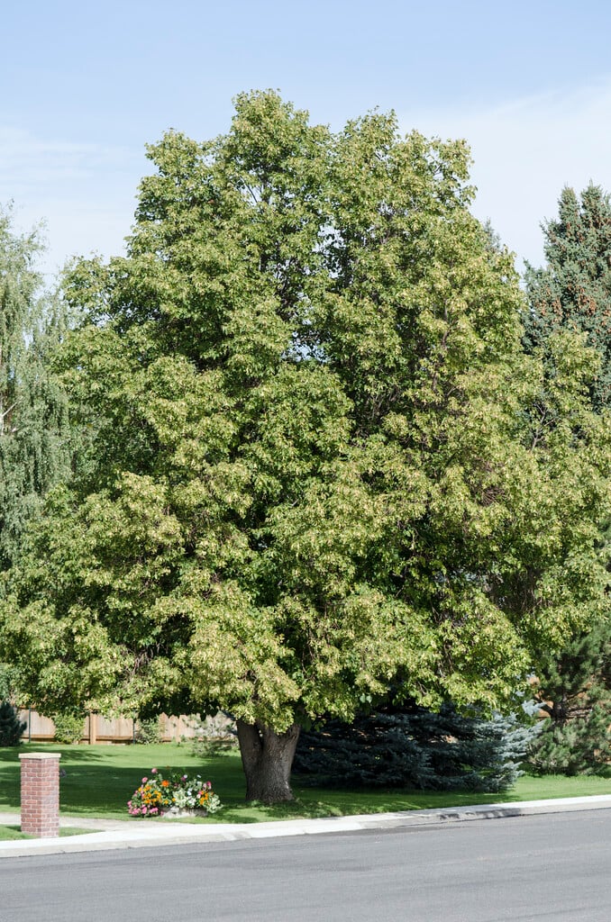 American lime