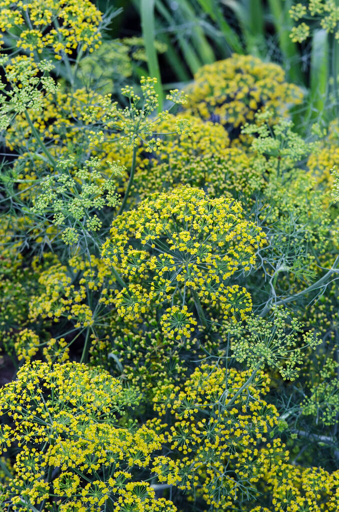 fernleaf dill