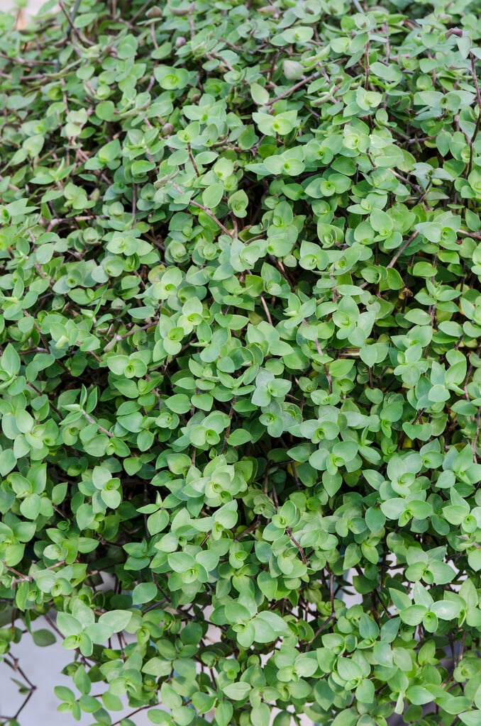 <em>Callisia</em> <em>repens</em>