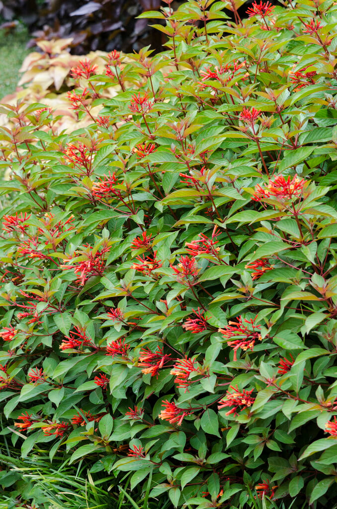 firebush