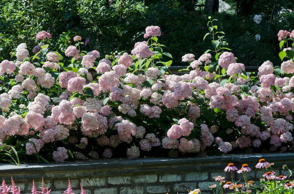 hydrangea [Pink Annabelle] ('Ncha1')
