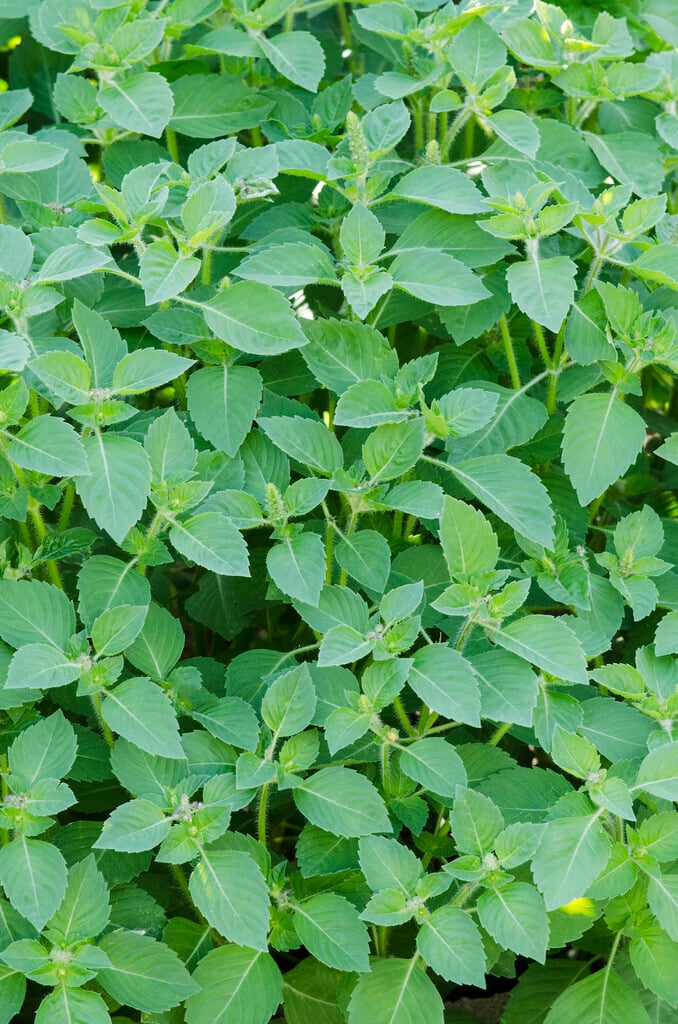 basil 'Spice'