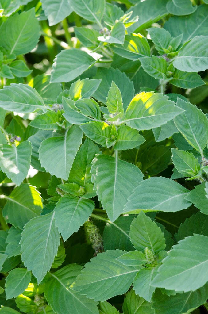 basil 'Spice'