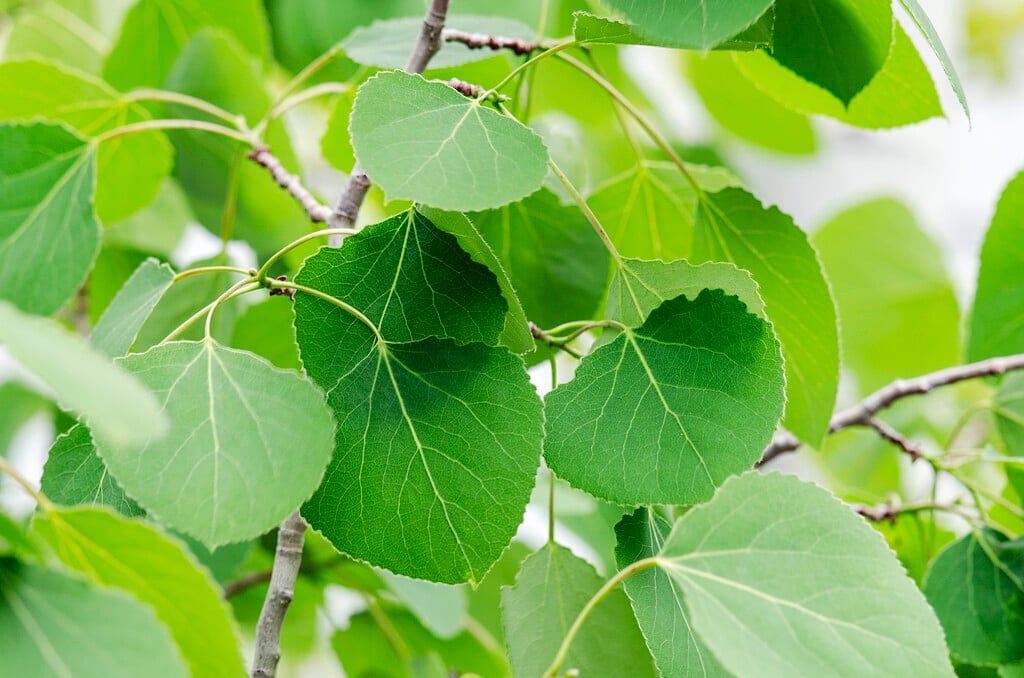 American aspen