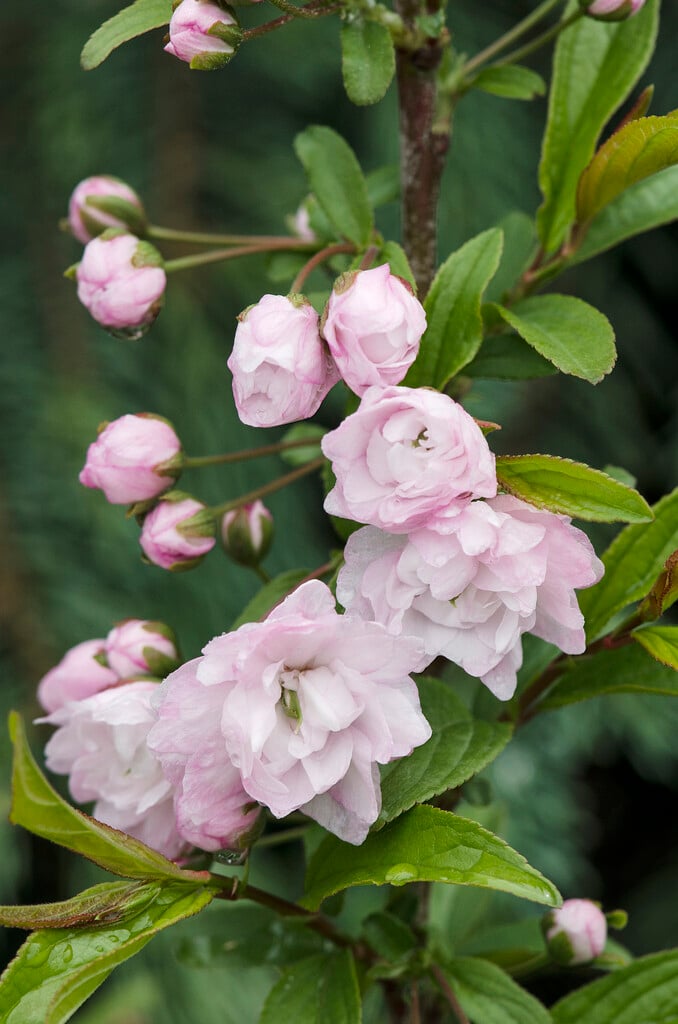 dwarf flowering almond 'Sinensis'