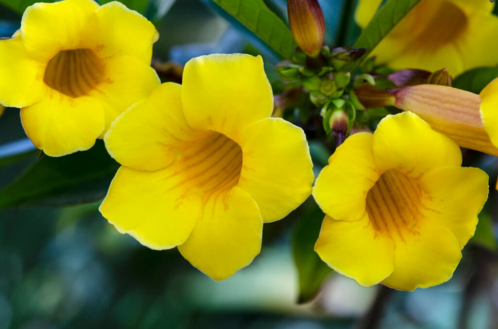 bush allamanda