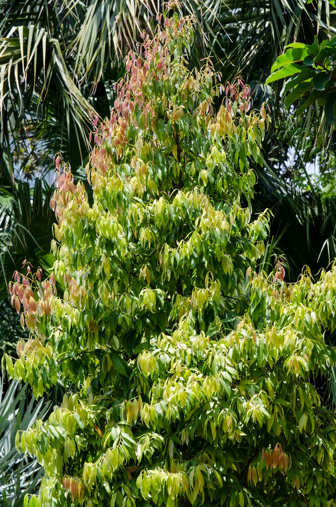 Chinese cinnamon