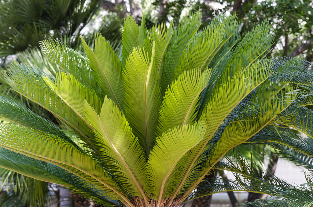 Japanese sago palm