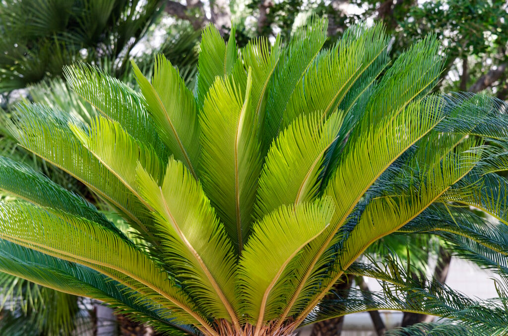 Japanese sago palm