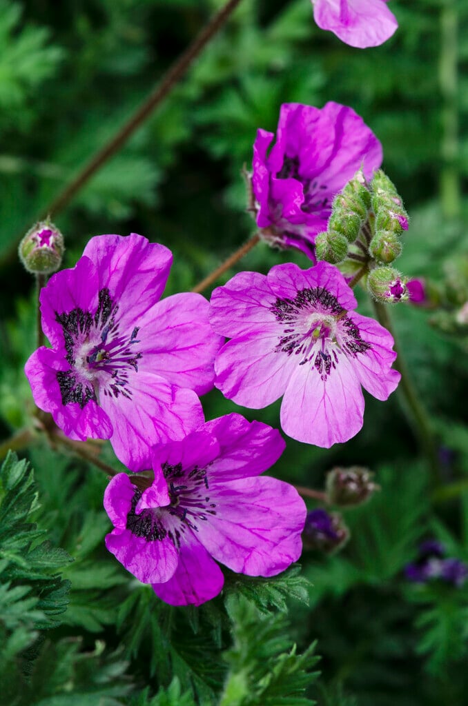 <i>Erodium</i> <i>castellanum</i>