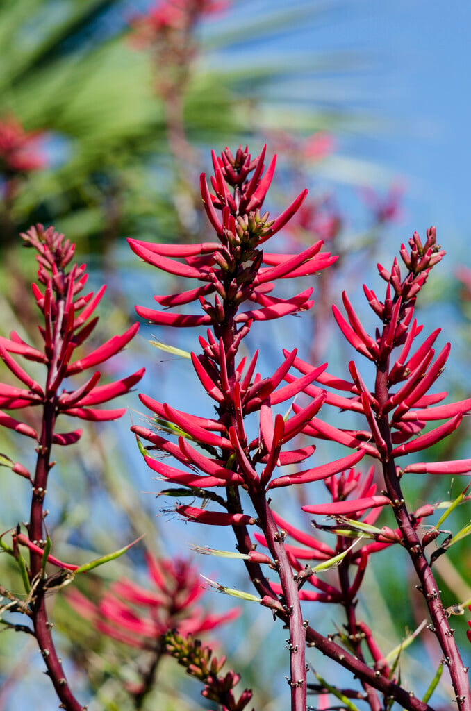 cardinal spear