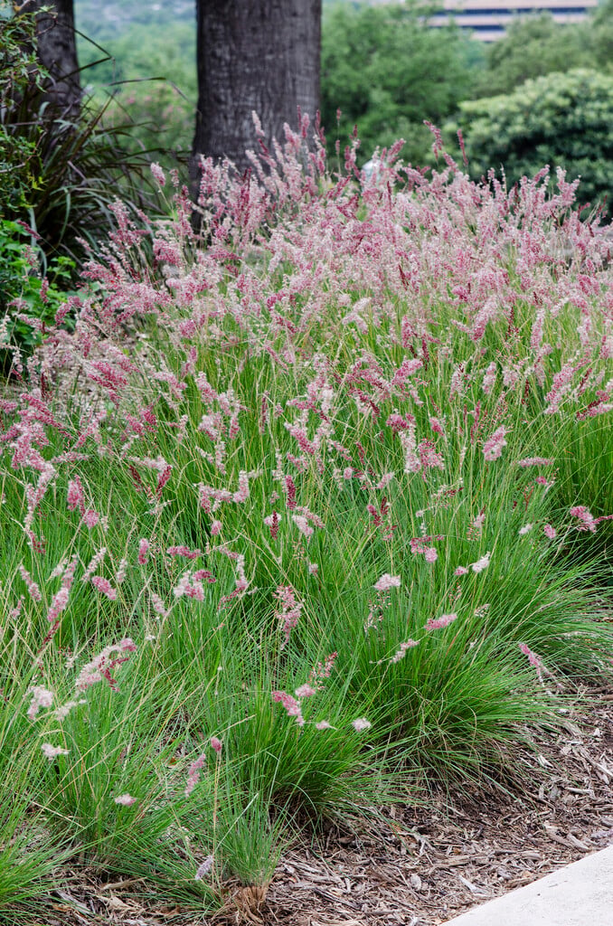 ruby grass