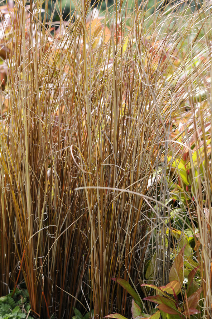leatherleaf sedge