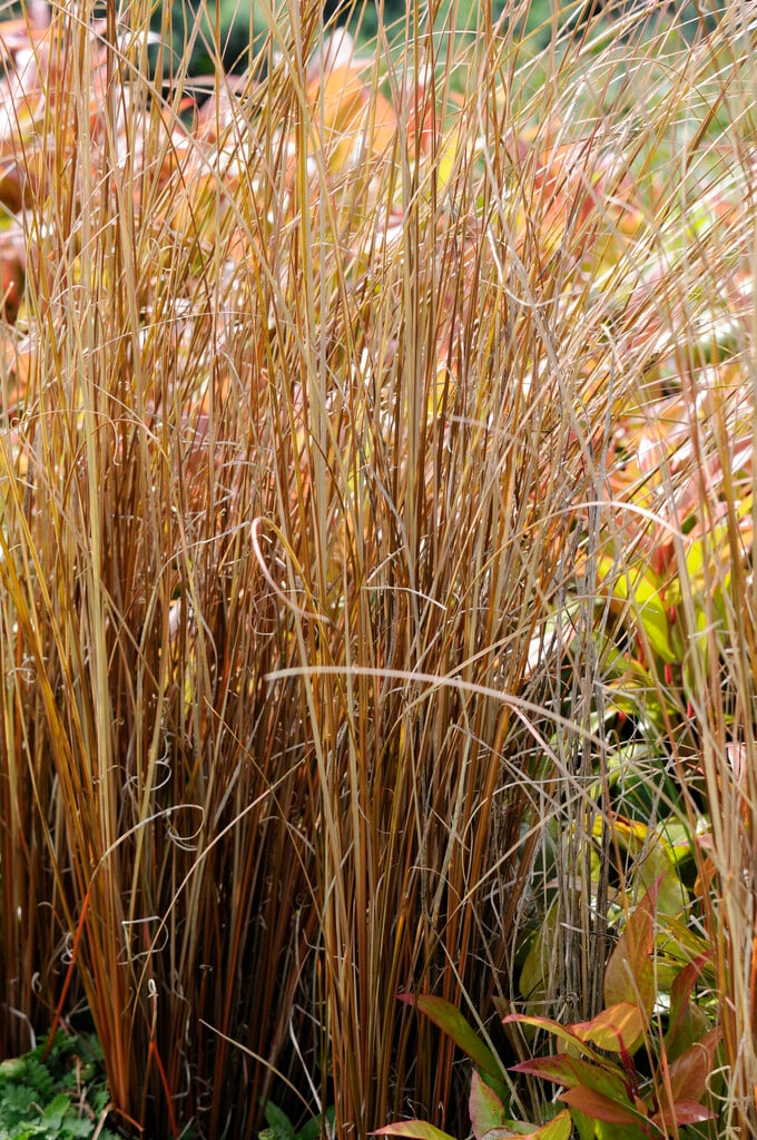 leatherleaf sedge