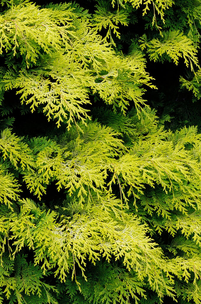 hinoki cypress 'Kerdalo'