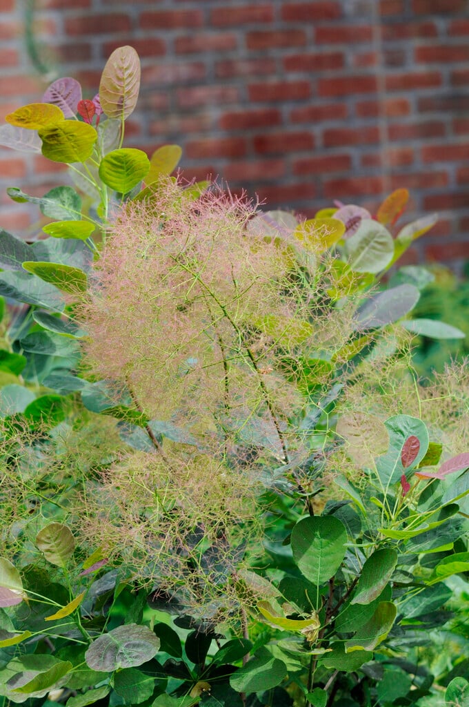 <i>Cotinus</i> <i>coggygria</i> 'Nordine Red'