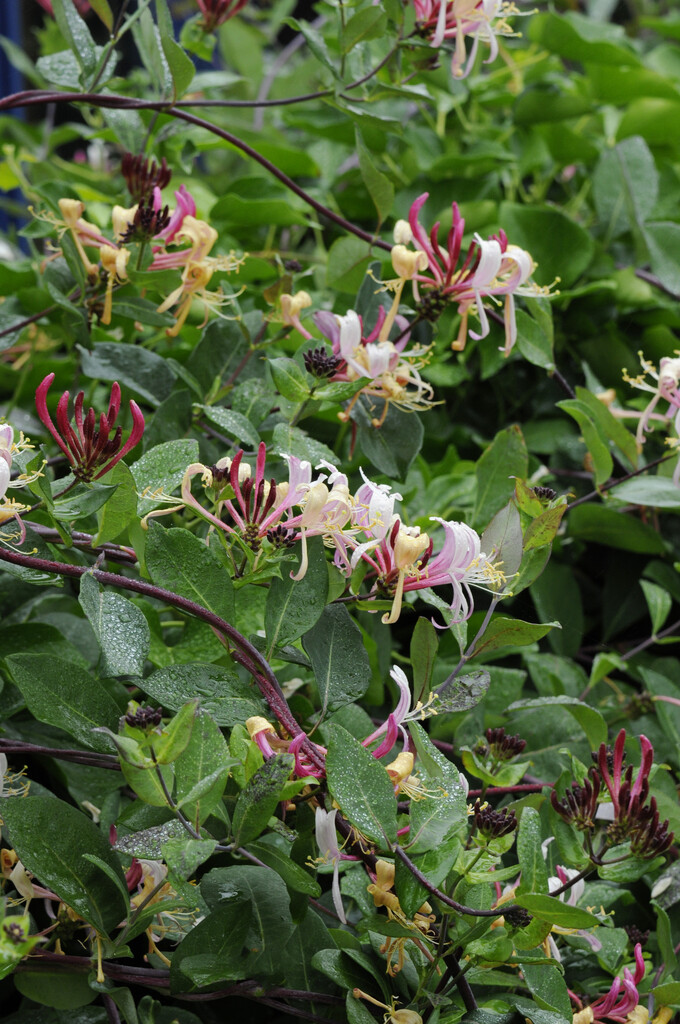 common honeysuckle