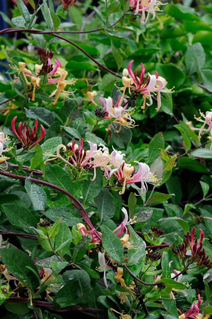 common honeysuckle