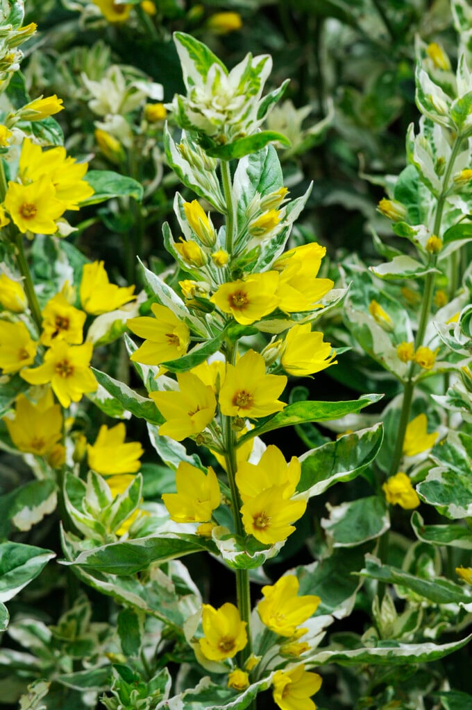 loosestrife 'Alexander'