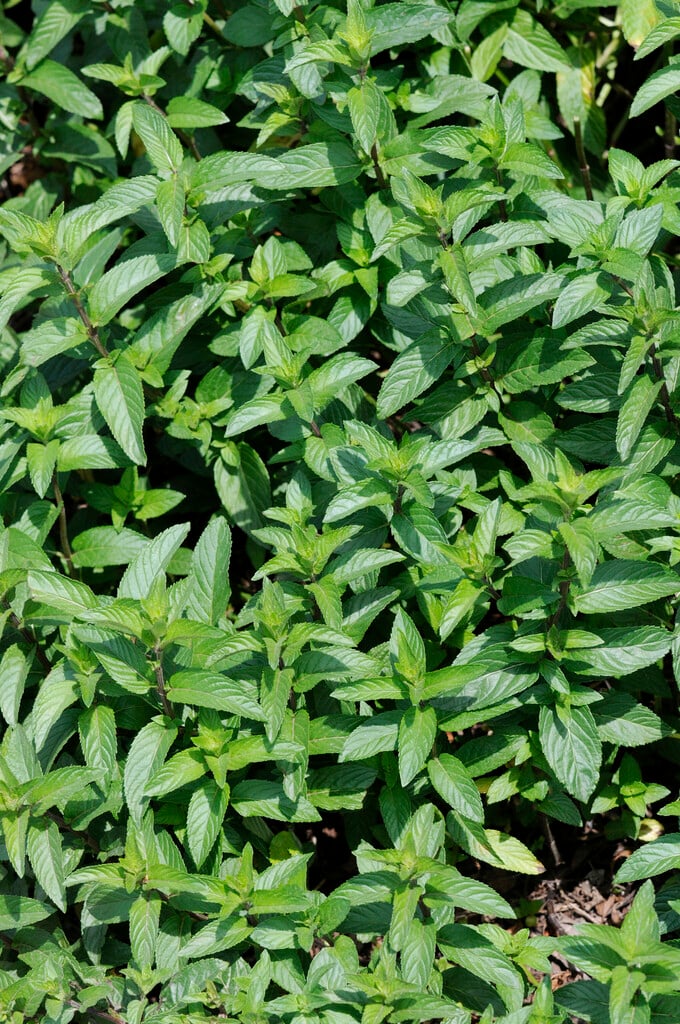 eau de Cologne mint