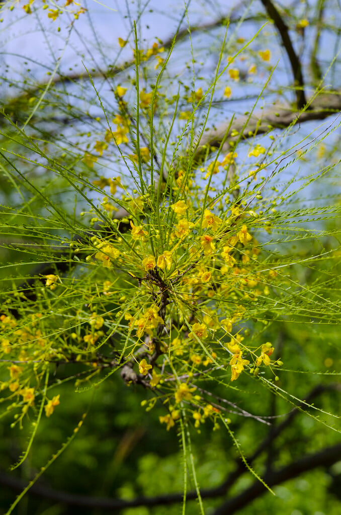 Jerusalem thorn