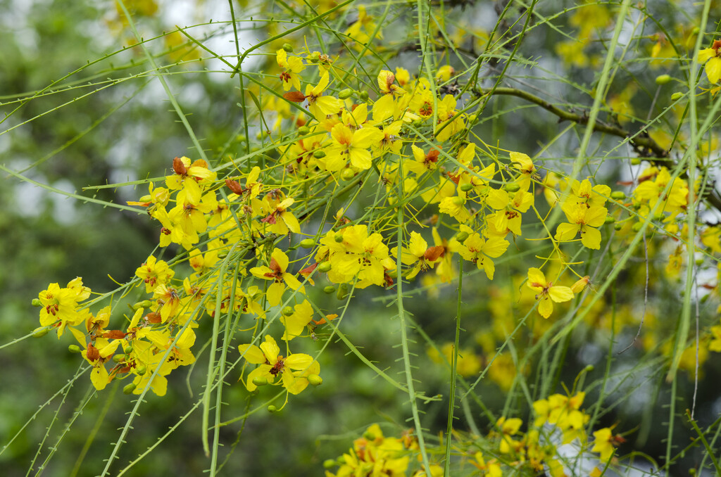 Jerusalem thorn