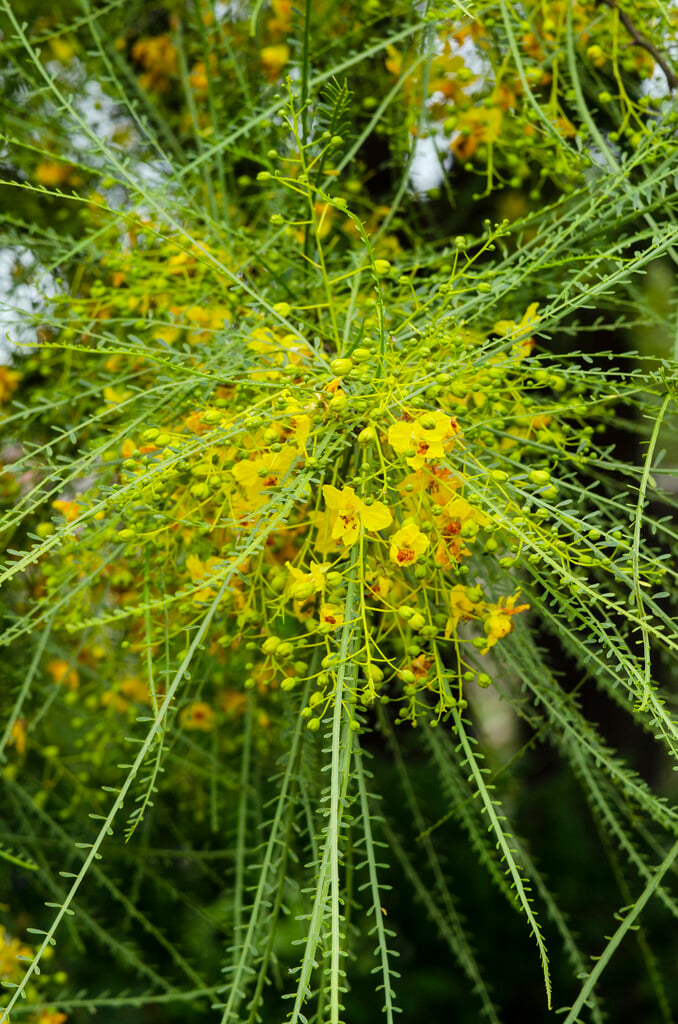 Jerusalem thorn