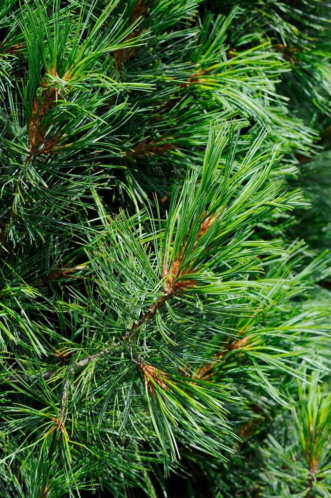 Arolla pine 'Stricta'
