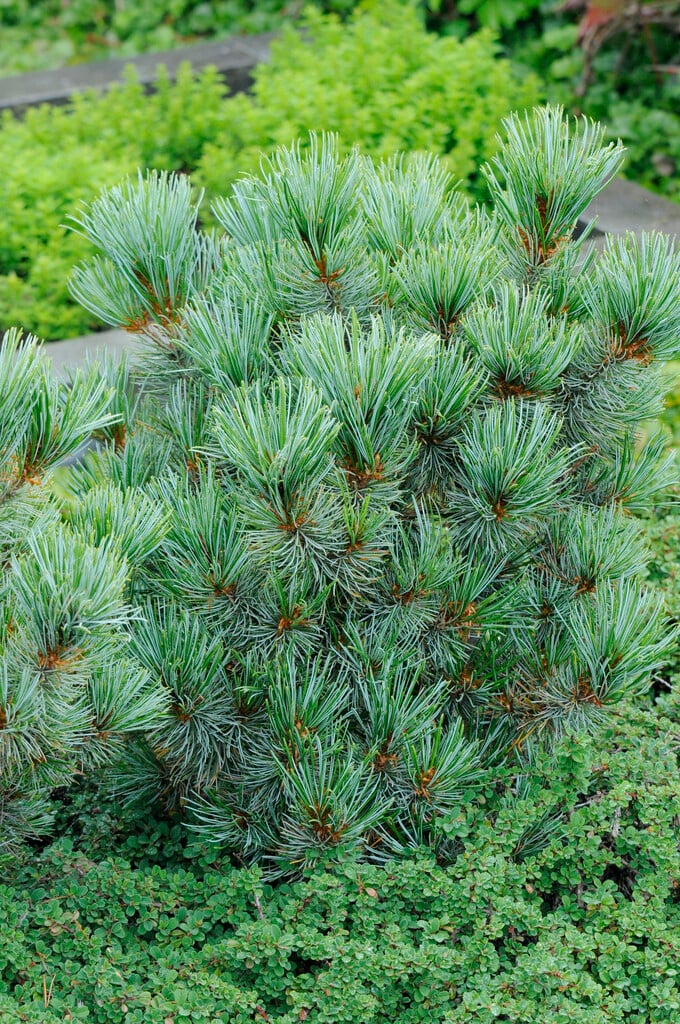 <i>Pinus</i> <i>pumila</i> 'Globe'