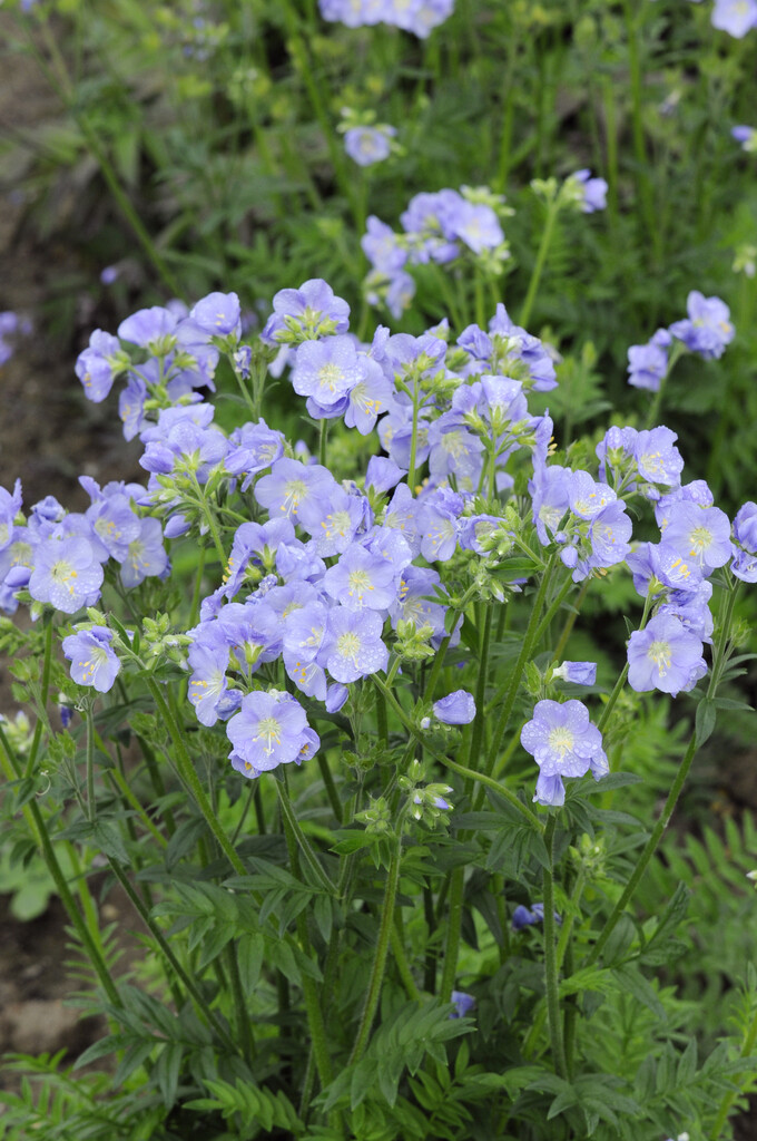 polemonium northern lights