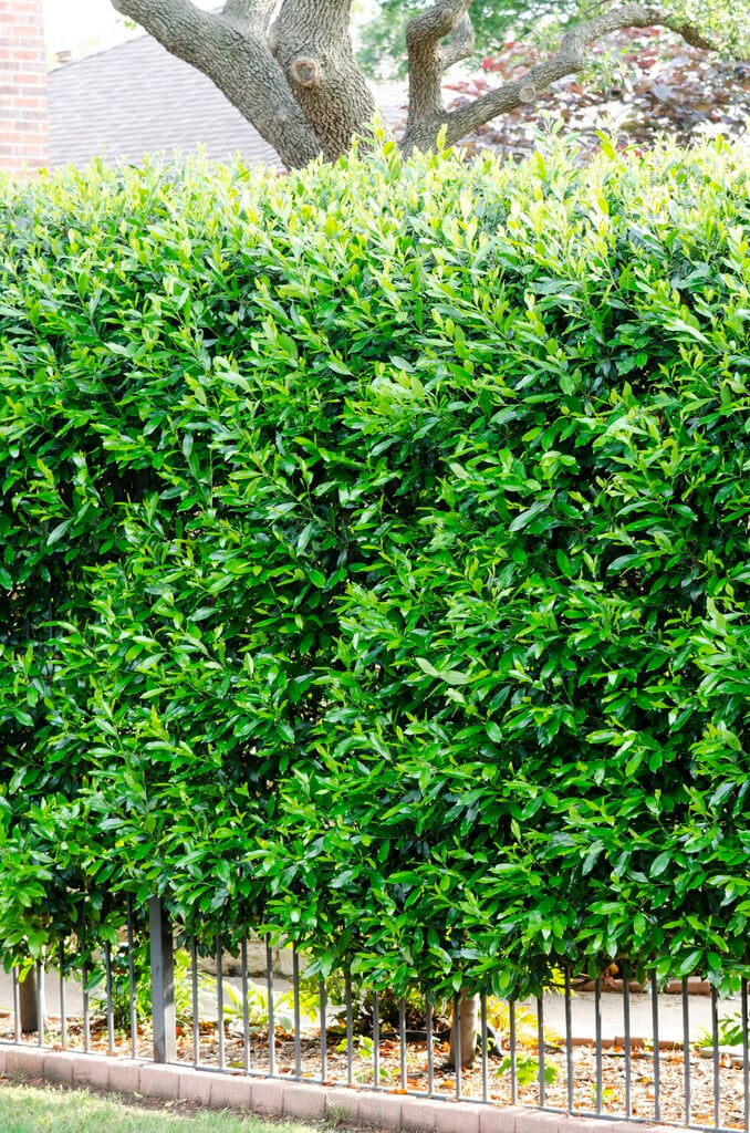 Carolina cherry laurel