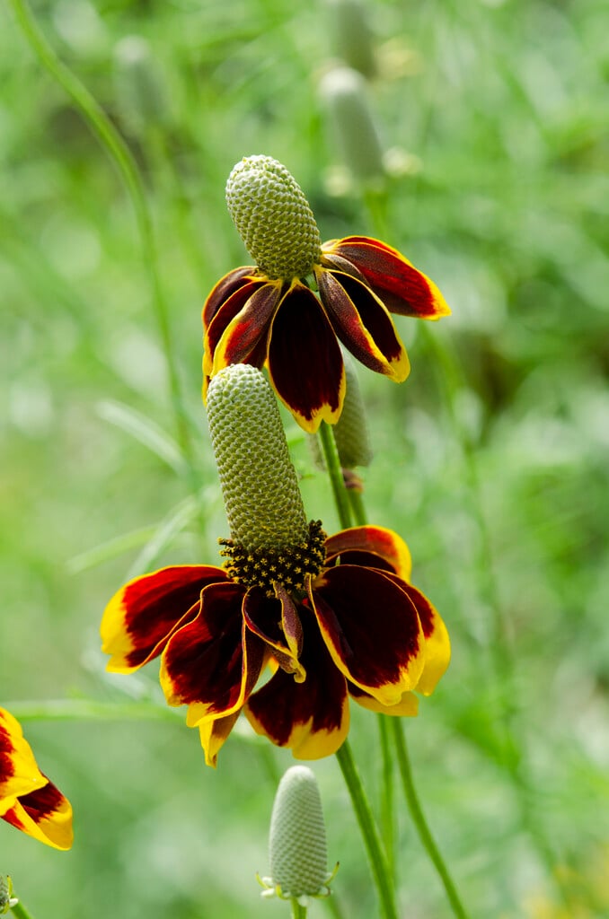 upright prairie coneflower