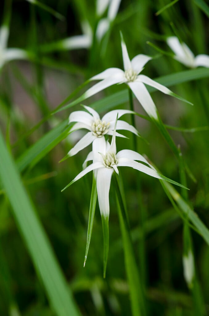 star grass