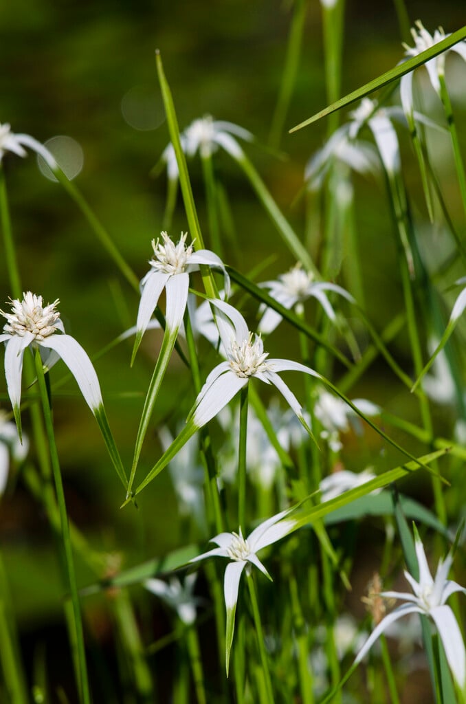 star grass