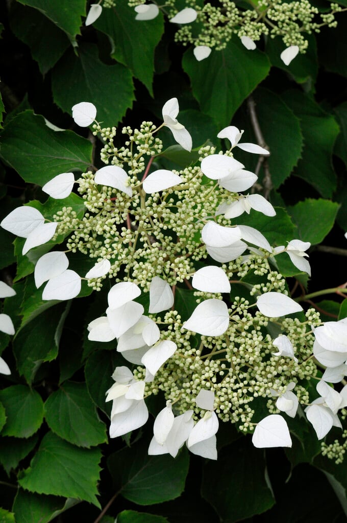 Japanese hydrangea vine