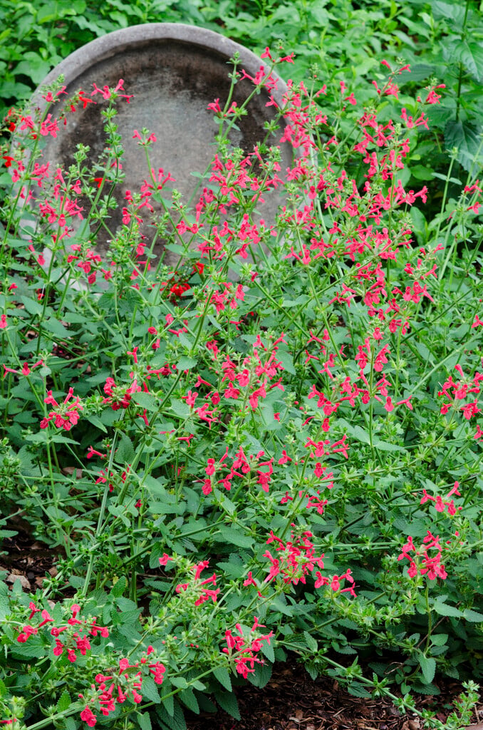 hedge nettle